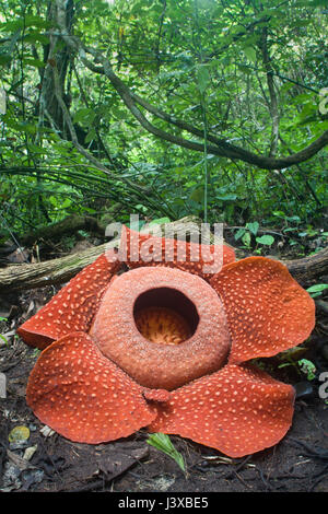 Eine vom Aussterben bedrohte Rafflesia Arnoldii in voller Blüte, die größte Blume der Welt.  Diese Pflanze parasitischer die Rebe in den Hintergrund. Der Geruch von Stockfoto
