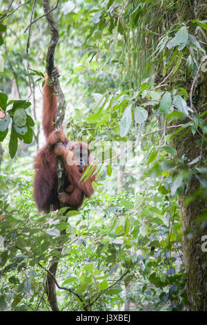 Kritisch bedrohte Sumatra Orang-Utans (Pongo abelii) Klettern auf einem weinstock in der Wildnis. Gunung Leuser National Park. Stockfoto