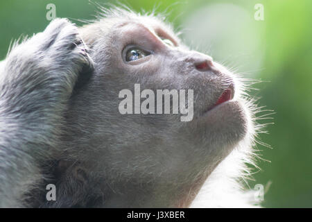 Neugierige Affe nach oben in Richtung Licht. Stockfoto