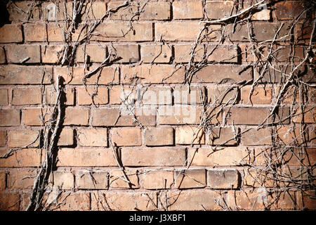 Das Detail der rustikale Wand versetzt und gebrochene Steine mit getrockneten Zweigen der Kletterpflanze. Stockfoto