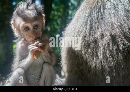Junge Krabben essen Makaken (Macaca Fascicularis) mit zerzausten Haaren. Stockfoto
