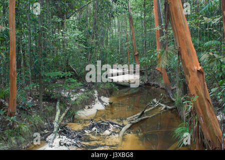 Regenwald-Stream in einem üppigen Dschungel mit Bäumen mit orange Rinde.  Similajau Nationalpark, Sarawak, Malaysia. Stockfoto