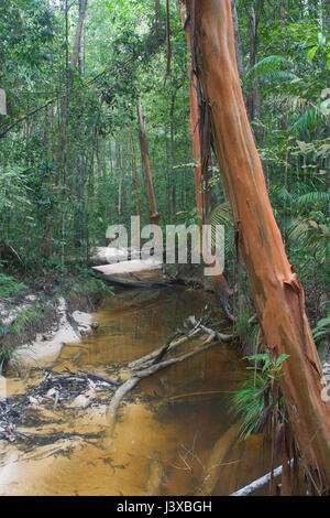 Regenwald-Stream in einem üppigen Dschungel mit Bäumen mit orange Rinde.  Similajau Nationalpark, Sarawak, Malaysia. Stockfoto