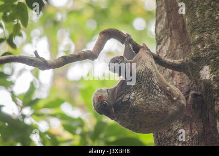 Wild fliegen Lemur (aka, Riesengleiter), Galeopterus Variegatus, Mutter mit Kind. Stockfoto