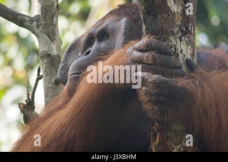 Vom Aussterben bedrohte Bornean Orang-Utans (Pongo Pygmaeus). Reife Männer haben die charakteristischen Wangenpolster. Stockfoto
