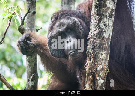 Vom Aussterben bedrohte Bornean Orang-Utans (Pongo Pygmaeus). Reife Männer haben die charakteristischen Wangenpolster. Stockfoto