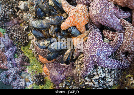 Oregon Küste Tidepool voller Meeresbewohner, darunter lila Seesterne (Pisaster Ochraceus) und California Miesmuscheln (Mytilus Californianus). Stockfoto