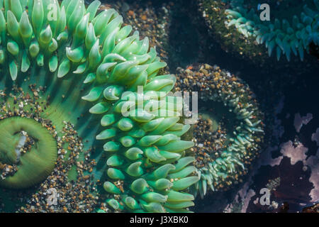 Nahaufnahme der eine riesige grüne Seeanemonen (Anthopleura Xanthogrammica) in einem Tidepool. Stockfoto