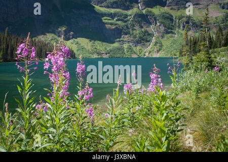 Weidenröschen Blüte neben einem türkisfarbenen See im Glacier National Park, Montana, USA. Stockfoto