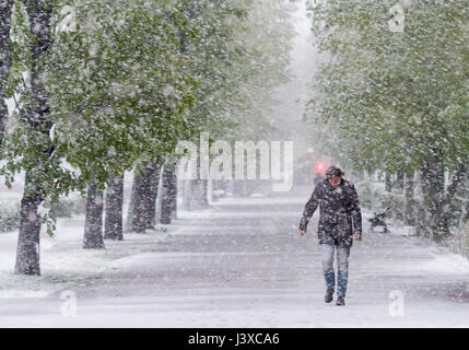 Mann zu Fuß auf der Straße im Schnee-Sturm im April. Globale wärmende Wirkung. Stockfoto