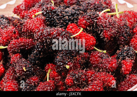 Frische schwarze und rote Reife Maulbeeren halten aus dem Garten. Stockfoto