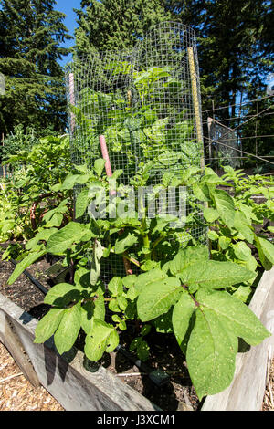 Kartoffelpflanzen wachsen in einem Kartoffel-Käfig in Issaquah, Washington, USA. Stockfoto