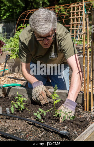 Mann eine Tomate Pflanzen beginnen in Issaquah, Washington, USA Stockfoto