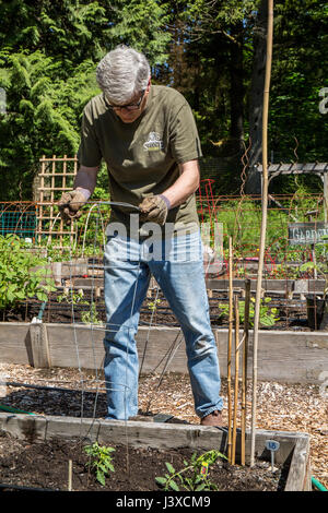 Platzieren einen Tomate Käfig über eine neu gepflanzte Tomate Mann starten in Issaquah, Washington, USA Stockfoto