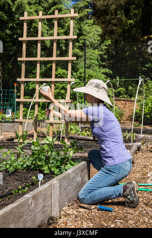 Frau Bindungsgrad snap Erbsenpflanzen, ein Spalier mit einem Ball der Zeichenfolge in Issaquah, Washington, USA Stockfoto