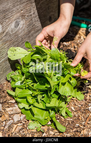 Frau mit frisch geernteten Bok Choy aus ihrem Garten in Issaquah, Washington, USA Stockfoto