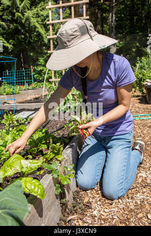 Frau mit frisch geernteten junge Ruby Red Mangold in Issaquah, Washington, USA Stockfoto