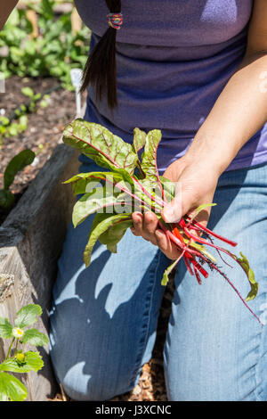 Frau mit frisch geernteten junge Ruby Red Mangold in Issaquah, Washington, USA Stockfoto