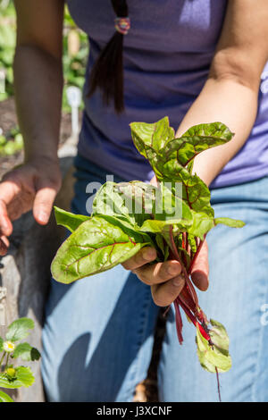 Frau mit frisch geernteten junge Ruby Red Mangold in Issaquah, Washington, USA Stockfoto