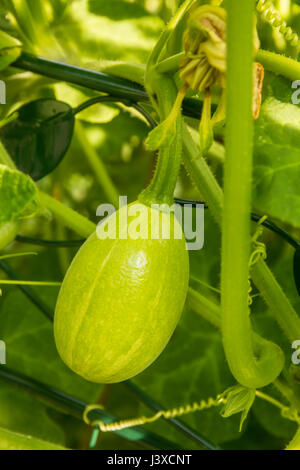 Tatume ist eine beliebte Sommerkürbis in Mexiko und Texas, Runde/ovale med-dunkelgrün, gelbe Früchte mit leichte Streifen.  In Issaquah, Washington, USA. Stockfoto