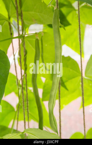 Reife grüne Bohnen reif für die Ernte wachsen auf eine Zeichenfolge Spalier in Issaquah, Washington, USA Stockfoto