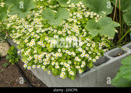 Mutterkraut (oder Featherfoil, Bachelor es Tasten, Chrysanthemum Parthenium oder Tanacetum Parthenium) Blumen wachsen unter Squash Pflanzen in einem Hochbeet g Stockfoto