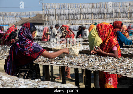 Arbeitnehmer, die Verarbeitung von Fisch im trockenen Fisch Werk Cox Bazar, Bangladesch Nazirartek getrocknet werden. Stockfoto