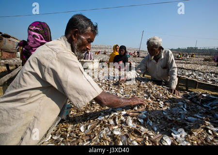 Arbeitnehmer, die Verarbeitung von Fisch im trockenen Fisch Werk Cox Bazar, Bangladesch Nazirartek getrocknet werden. Stockfoto