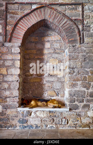 Ein streunender Hund schläft in einem erblindeten Fenster der Hagia Irene Church, Istanbul, Türkei Stockfoto