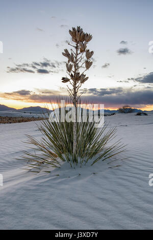 Soaptree Yucca (Yucca elata) in der Dämmerung Licht mit Bergen und Himmel im Hintergrund, White Sands National Monument, New Mexico Stockfoto