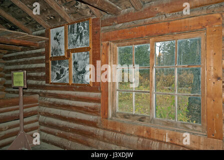 Im Inneren der Kabine graue Eule in den Riding Mountain Nationalpark, Manitoba, Kanada Stockfoto