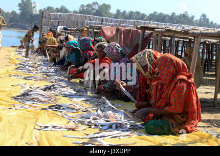 Arbeitnehmer, die Verarbeitung von Fisch im trockenen Fisch Werk Cox Bazar, Bangladesch Nazirartek getrocknet werden. Stockfoto