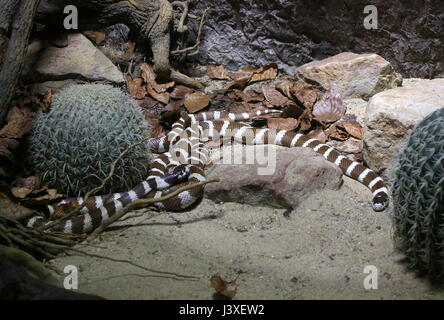 Einige schwarz / weiß California Kingsnakes (Lampropeltis Californiae, Lampropeltis Getula Californiae) Stockfoto