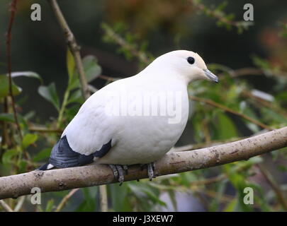 Southeast Asian Pied imperial Taube (Ducula bicolor), von Myanmar und Thailand bis hin zu den Philippinen Stockfoto