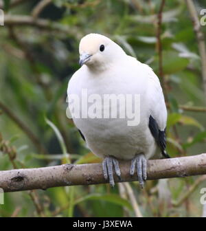 Southeast Asian Pied imperial Taube (Ducula bicolor), von Myanmar und Thailand bis hin zu den Philippinen Stockfoto