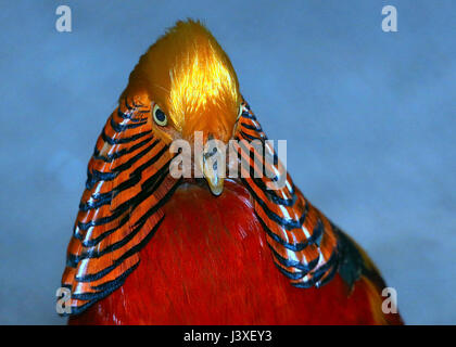 Männliche Goldfasan oder chinesische Fasan (Chrysolophus Pictus) Closeup Portrait, blauen Hintergrund. Stockfoto