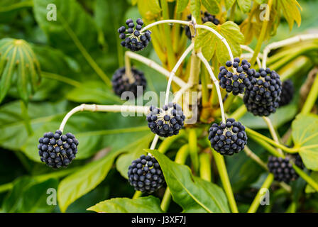 Früchte einer japanischen Aralia Pflanze (Fatsia Japonica) nach der Blüte im Frühsommer im Vereinigten Königreich. Stockfoto