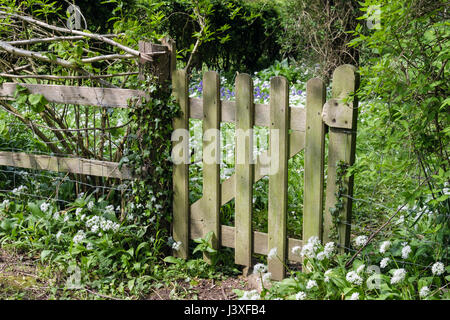 Holz garten Tor auf Begrenzung mit Bärlauch oder Bärlauch (Allium ursinum) und bluebells blühen im Frühjahr. Yorkshire, England, Großbritannien, Großbritannien Stockfoto