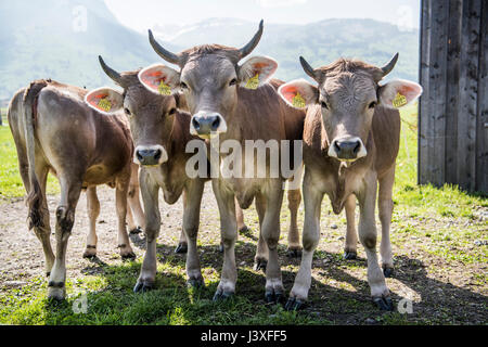 Braunvieh (Deutsch, "braune Rinder") Braunvieh Kühe auf einem Bauernhof im Schweizer Kanton Appenzell Innerhodden, Schweiz. Stockfoto