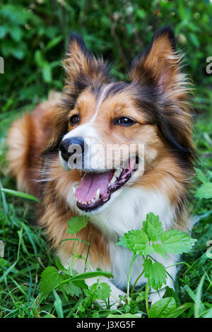 Glücklicher Hund Border Collie Stockfoto