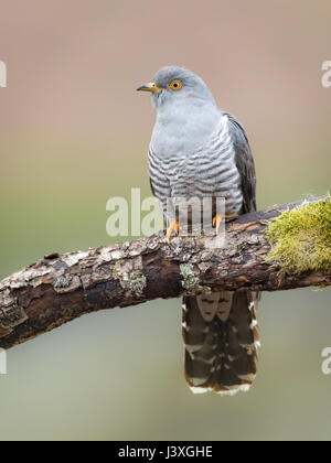 Männlicher Kuckuck (Cuculus Canorus) thront auf einem Ast in den Brecon Beacons, Wales, UK Stockfoto