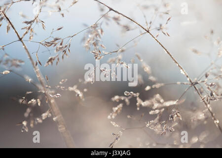 Nahaufnahme von Hinterleuchteten frost Eiskristalle auf gewelltes Haar - Gras (Deschampsia flexuosa) Stockfoto