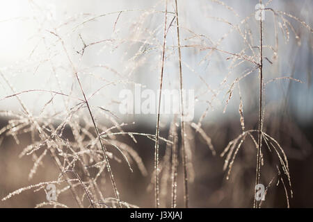 Nahaufnahme von Hinterleuchteten frost Eiskristalle auf langen Gräsern Stockfoto