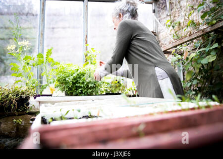 Reife weibliche Gärtner tendenziell Pflanzen im Gewächshaus Stockfoto