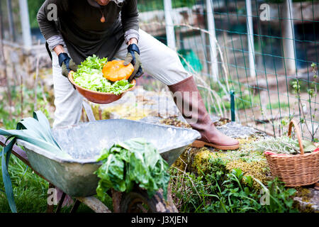 Hals abwärts Blick auf weibliche Gärtner Kommissionierung Schüssel Gemüse im Garten Stockfoto