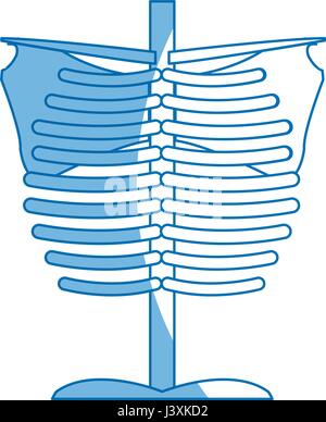 Skelett Brust Teil der menschlichen Anatomie Stock Vektor