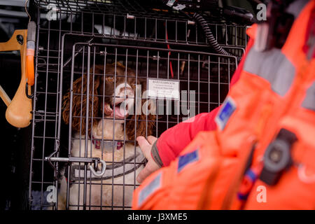 Das Team von Freiwilligen sind im Tiefland Such- und Rettungshunde in Aktion in West Sussex. Stockfoto