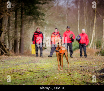 Das Team von Freiwilligen sind im Tiefland Such- und Rettungshunde in Aktion in West Sussex. Stockfoto