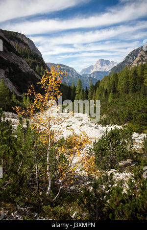 Gelbe Blätter an einem kleinen Baum zu Beginn des Herbstes in den italienischen Dolomiten in der Nähe von Tre Cime di Lavaredo. Berge und Täler in das staatlich Stockfoto