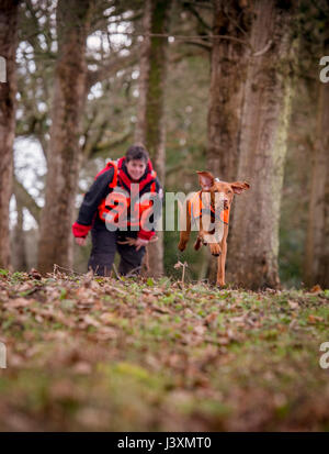 Das Team von Freiwilligen sind im Tiefland Such- und Rettungshunde in Aktion in West Sussex. Stockfoto